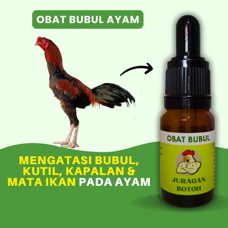 Obat Bubul Ayam Juragan Botoh Paling Ampuh Obati Kaki Ayam Bubul Kutil Kapalan