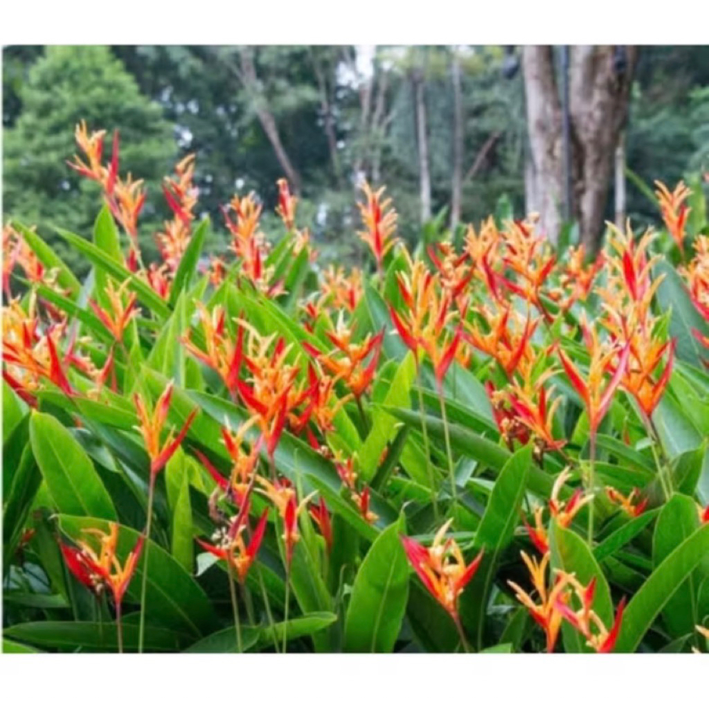 Pohon Pisang Heliconia-Pohon Pisang Pisangan