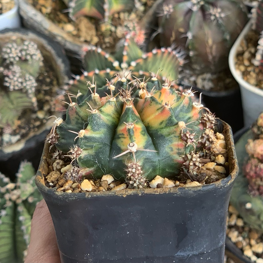 Gymno Miha Hybrid Var ( kaktus gymnocalycium mihanovichii varigata kaktus belajar tanaman hias hidup