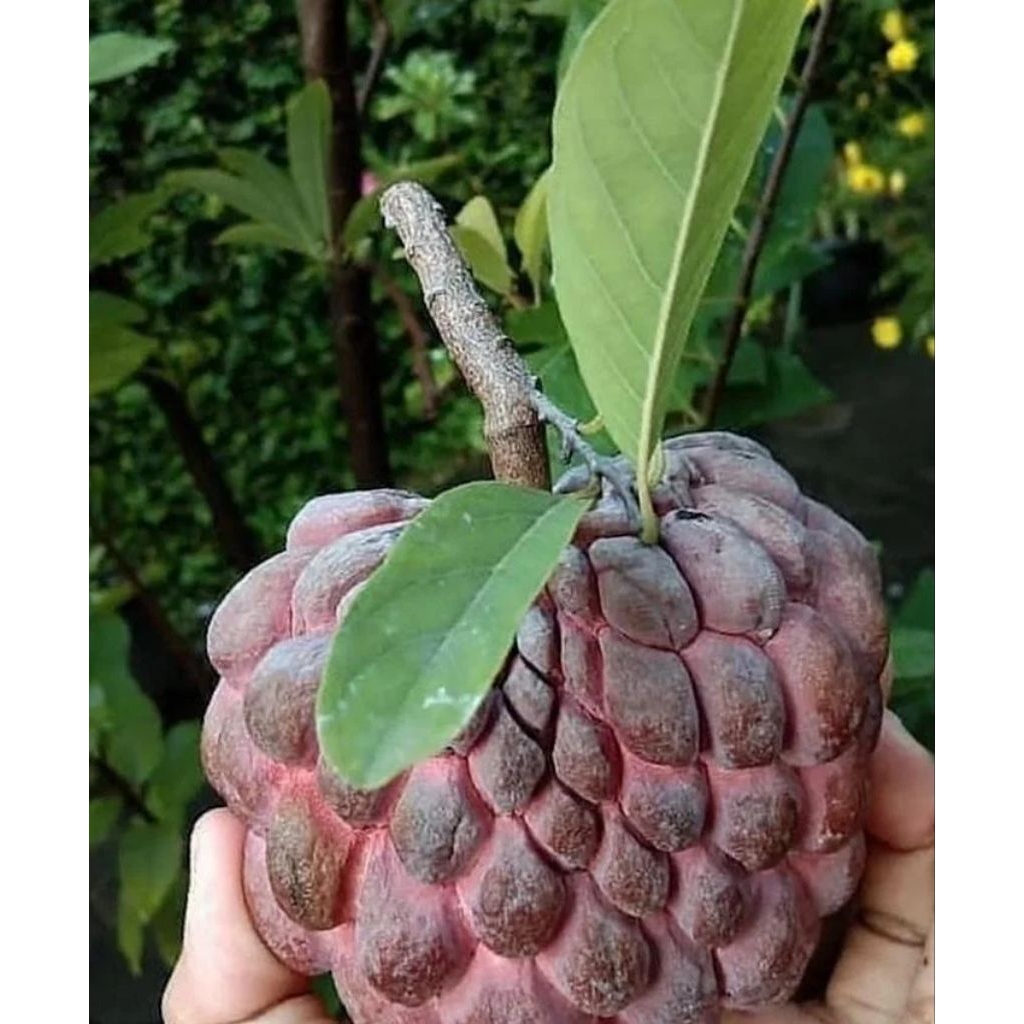 Bibit srikaya Jumbo Merah Cepat Berbuah