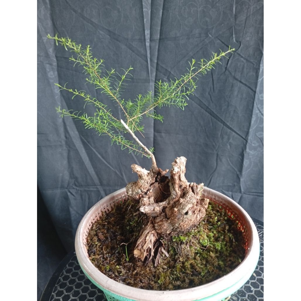 BAHAN BONSAI CUCUR ATAP / SAPU-SAPU