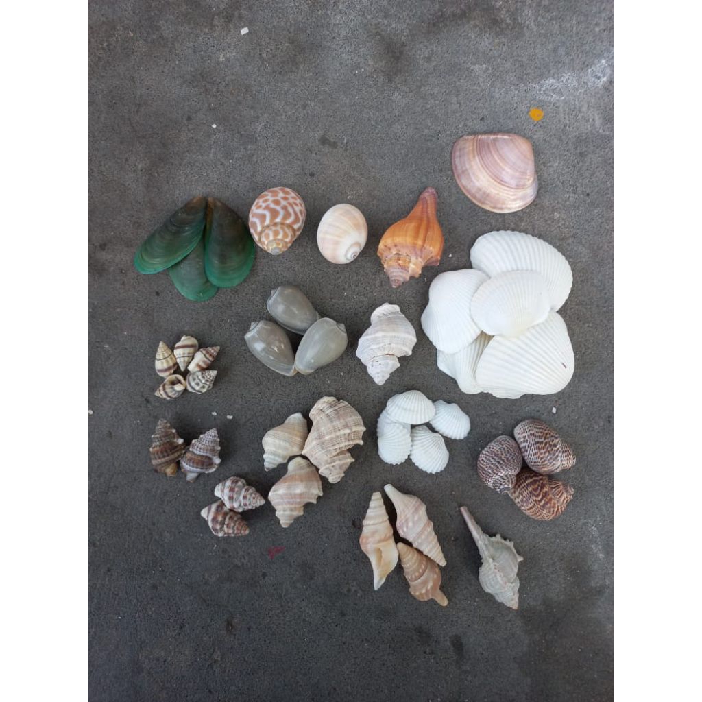 cangkang kelomang /cangkang keong sepaket termurah