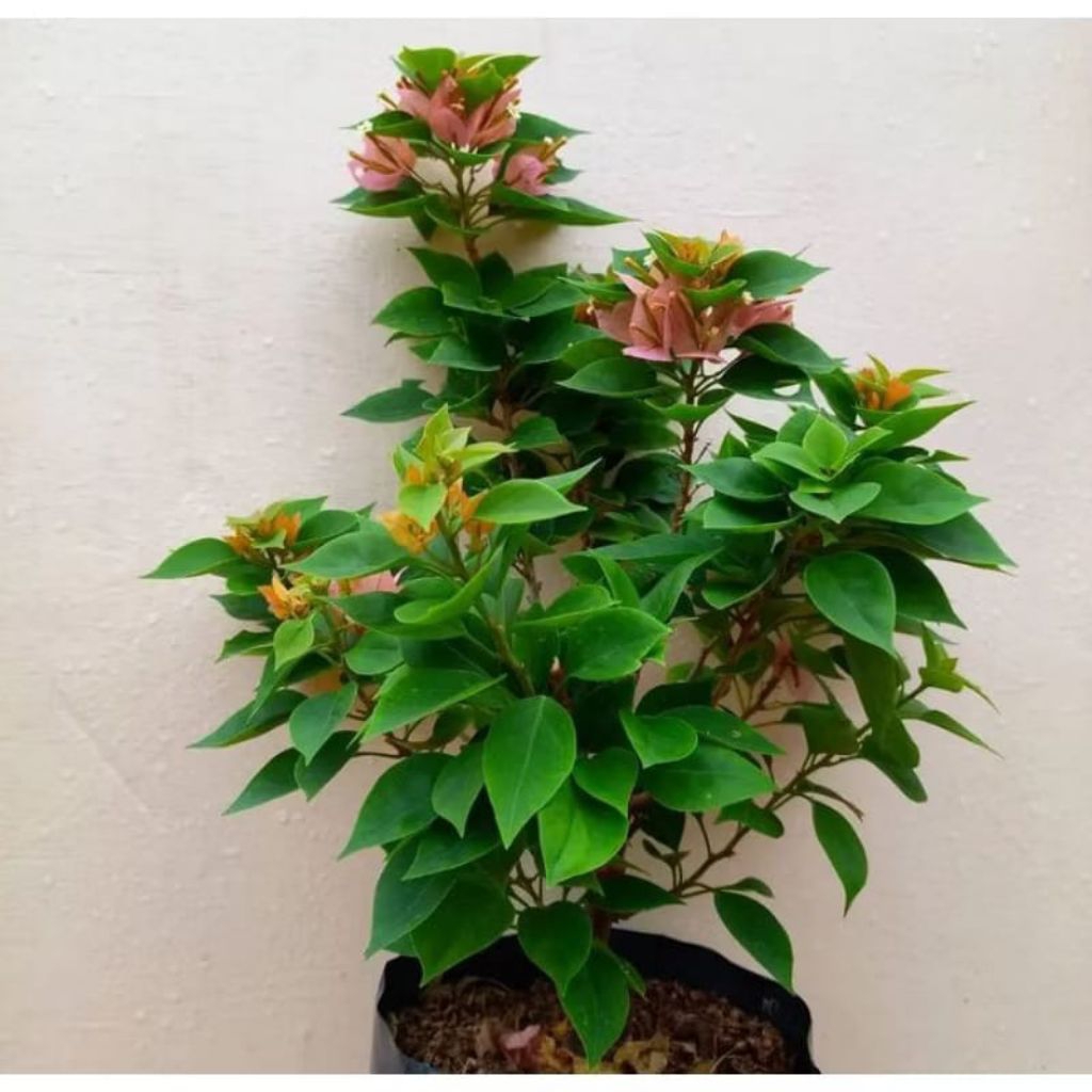 bugenvil Singapur original