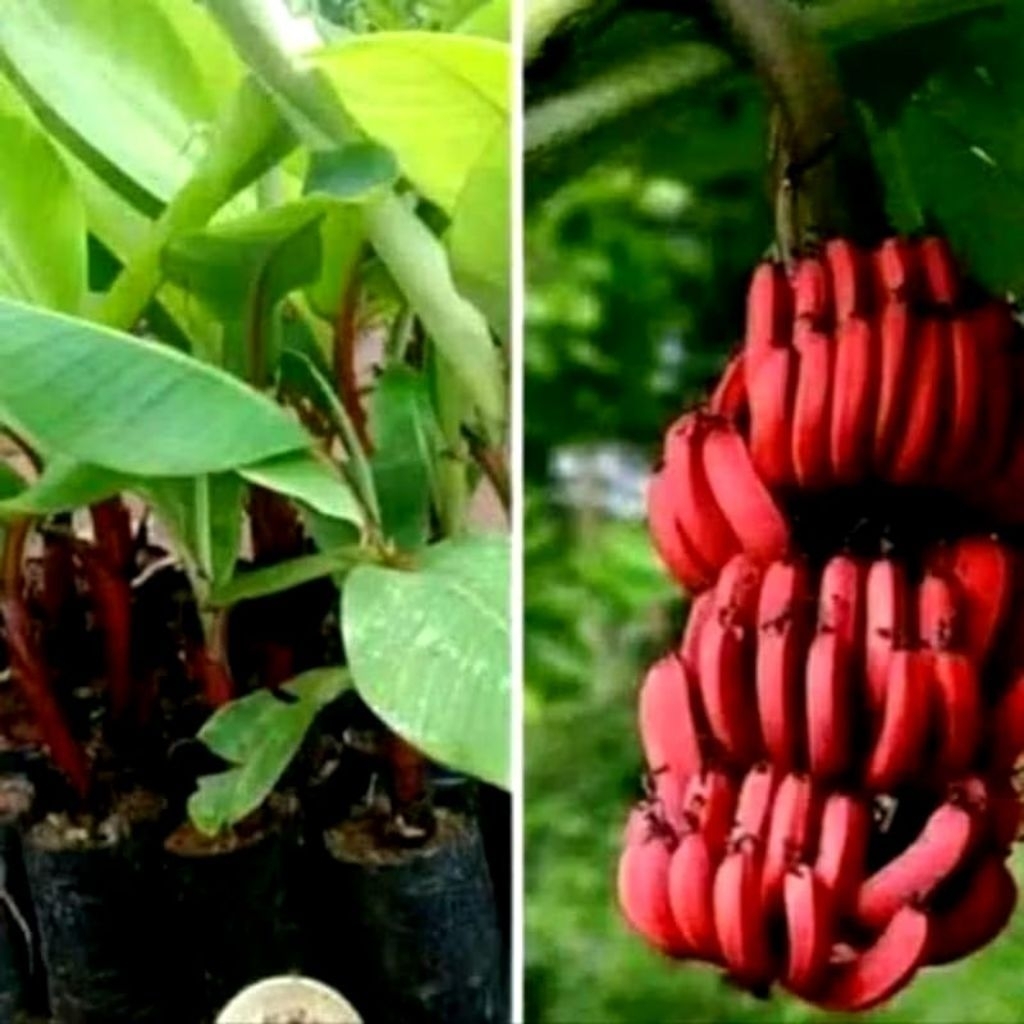 MURAH Bibit Pohon Pisang Merah/ Pisang Kidang Bibit Unggul Terlaris