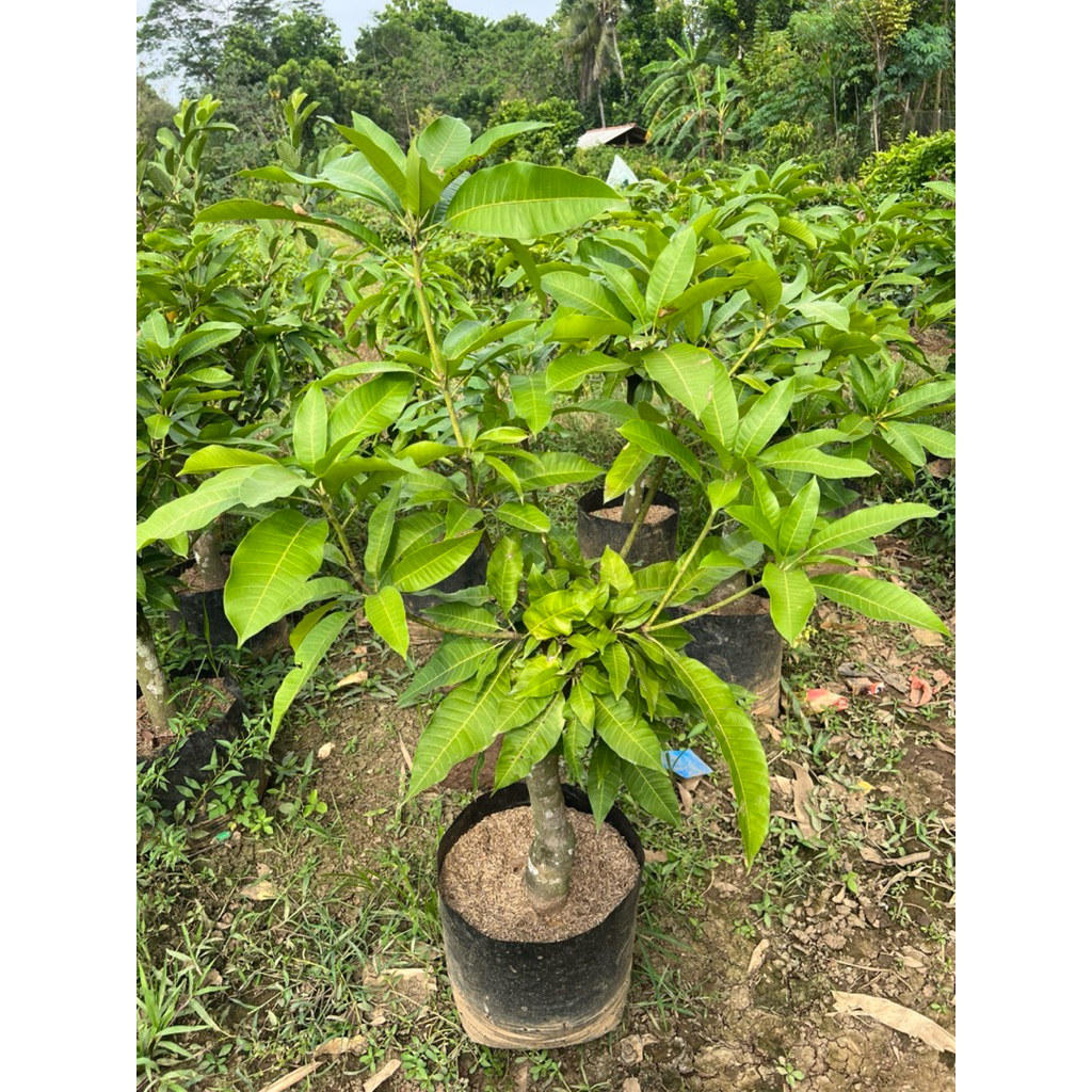 Bibit Mangga Manalagi / Mangga Lalijiwo Siap Berbuah Batang Besar (Spek Bonsai)