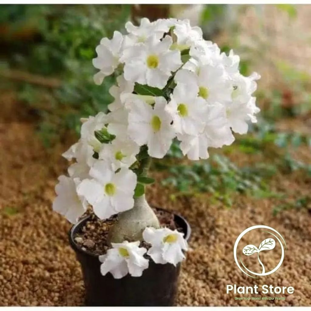 Tanaman hias bibit bonsai adenium / Kamboja jepang / Bibit bonsai adenium putih