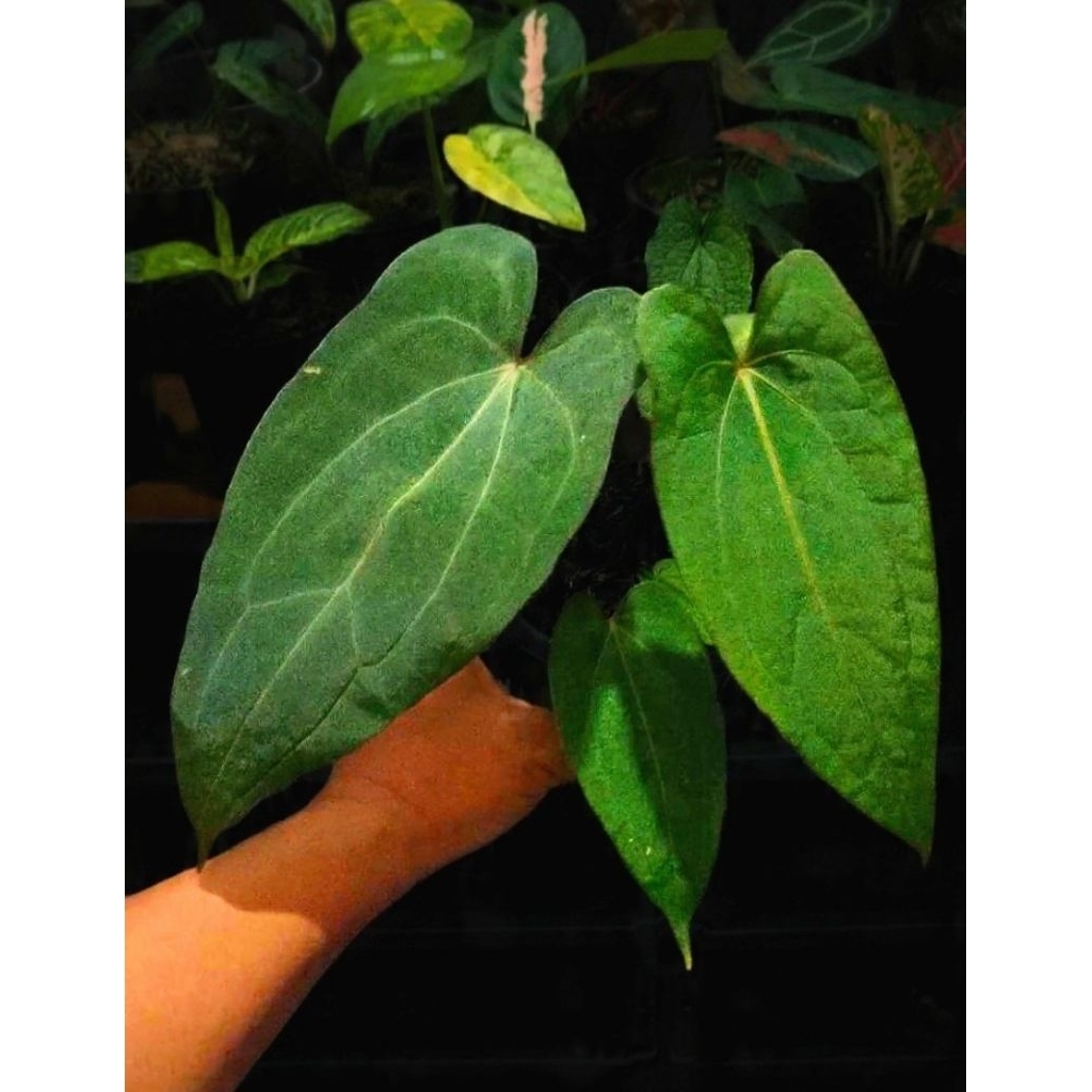 Anthurium kuping gajah hybrid