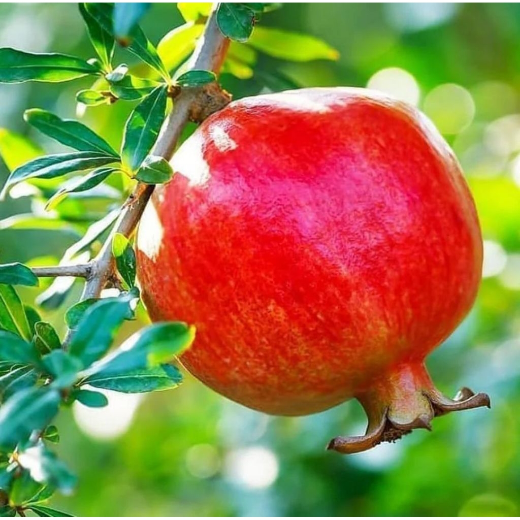 Bibit Delima Merah Jumbo