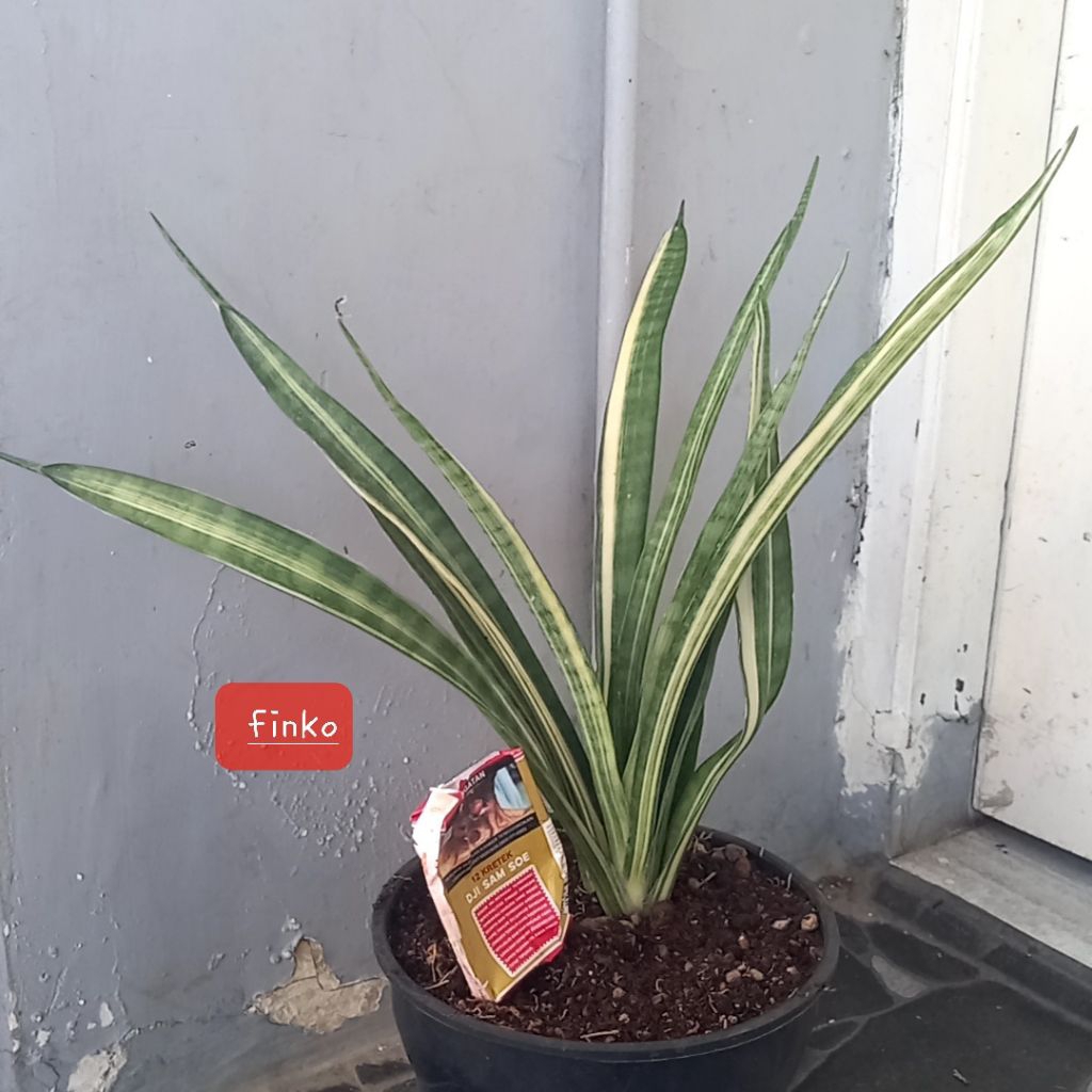 sansevieria javanica variegata, nice variegata