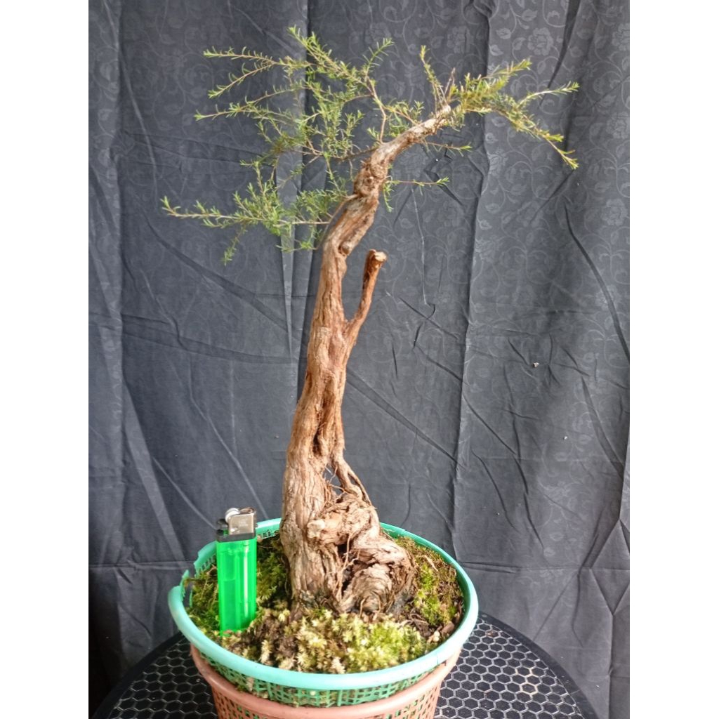 BAHAN BONSAI CUCUR ATAP / SAPU-SAPU