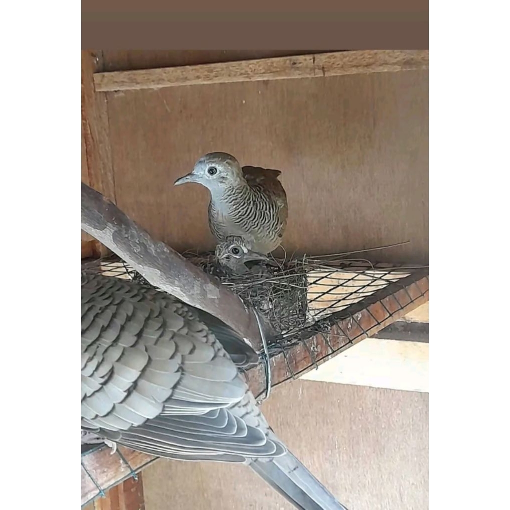 Burung perkutut bangkok ori usia remaja