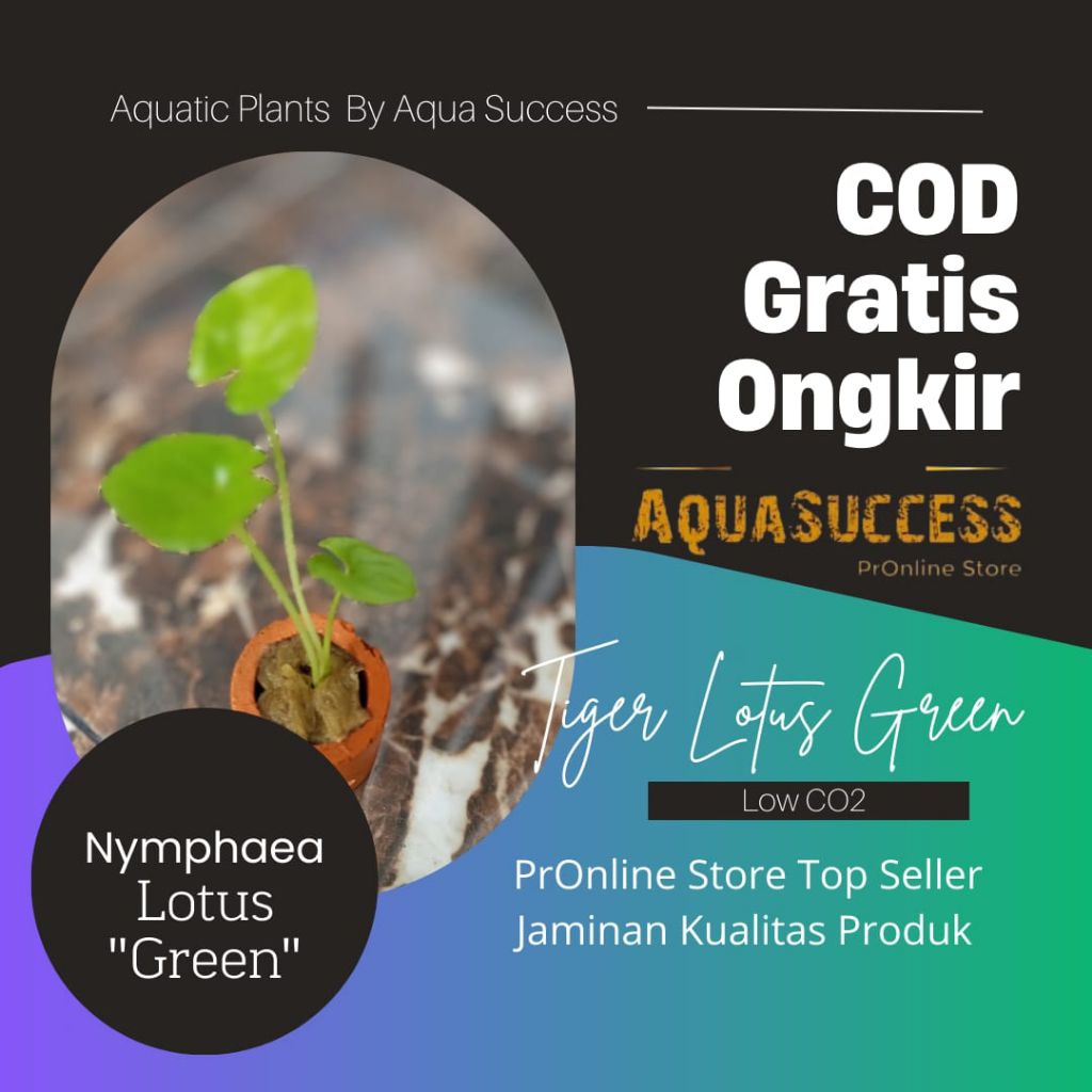 Nymphaea Lotus Green tanaman air aquascape low co2