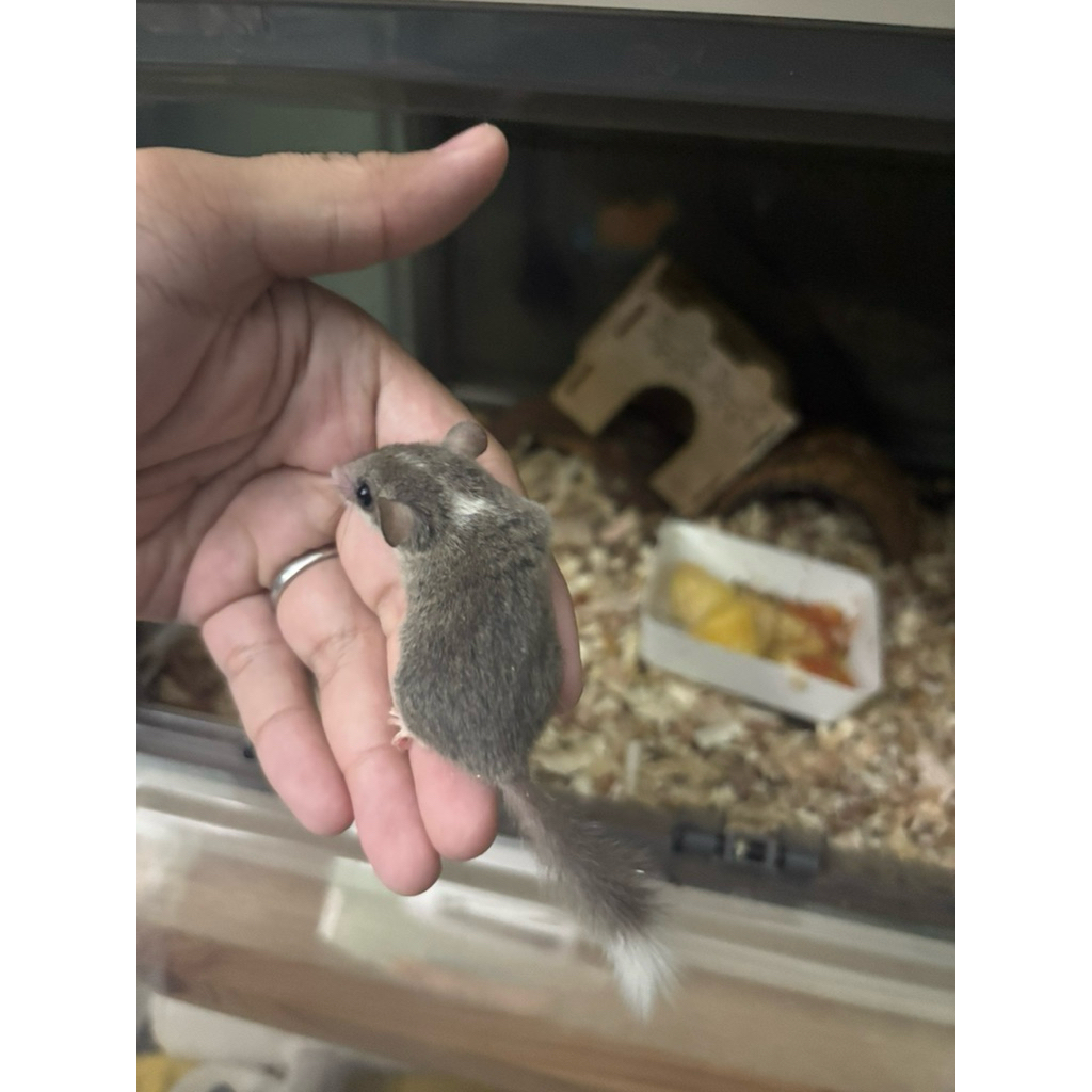 african pygmy dormice low mozaic