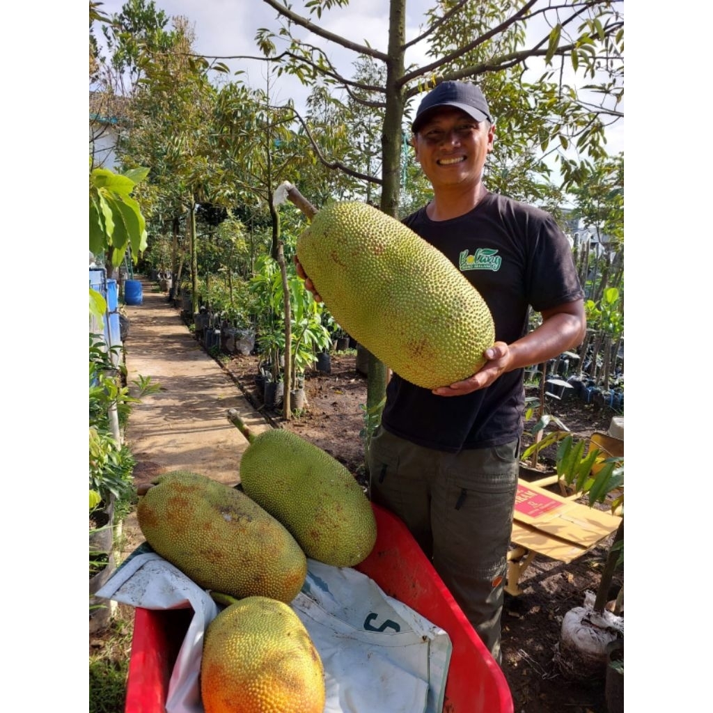 BIBIT CEMPEDAK KING KUNING 100 CM