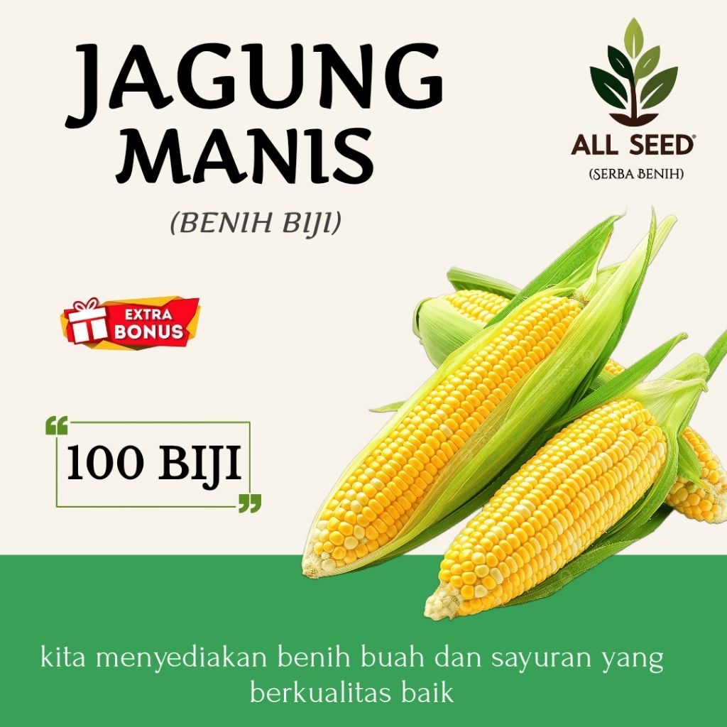 ( 100 biji ) Benih jagung manis | bibit biji jagung manis | jagung manis