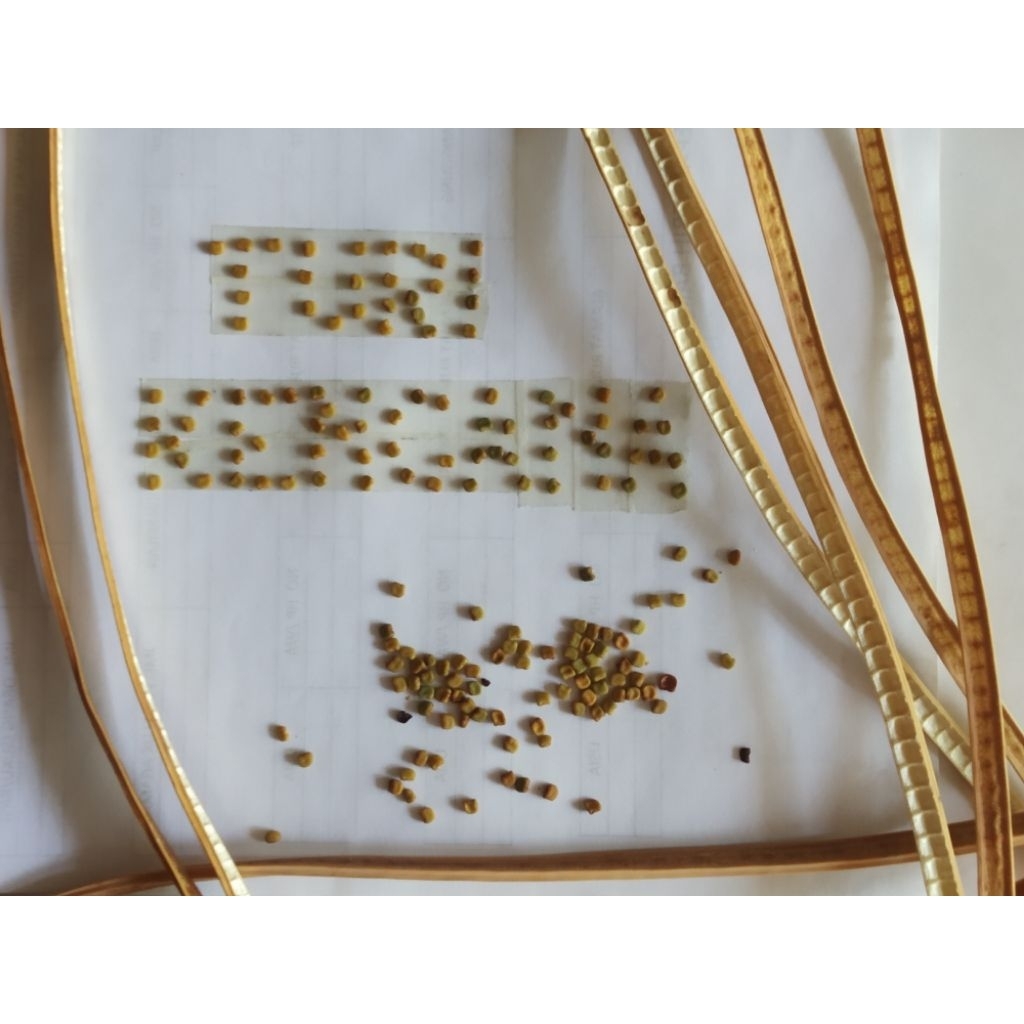 bibit biji bunga Turi kencana atau Turi kuning hrg/biji (butir) @12500rp