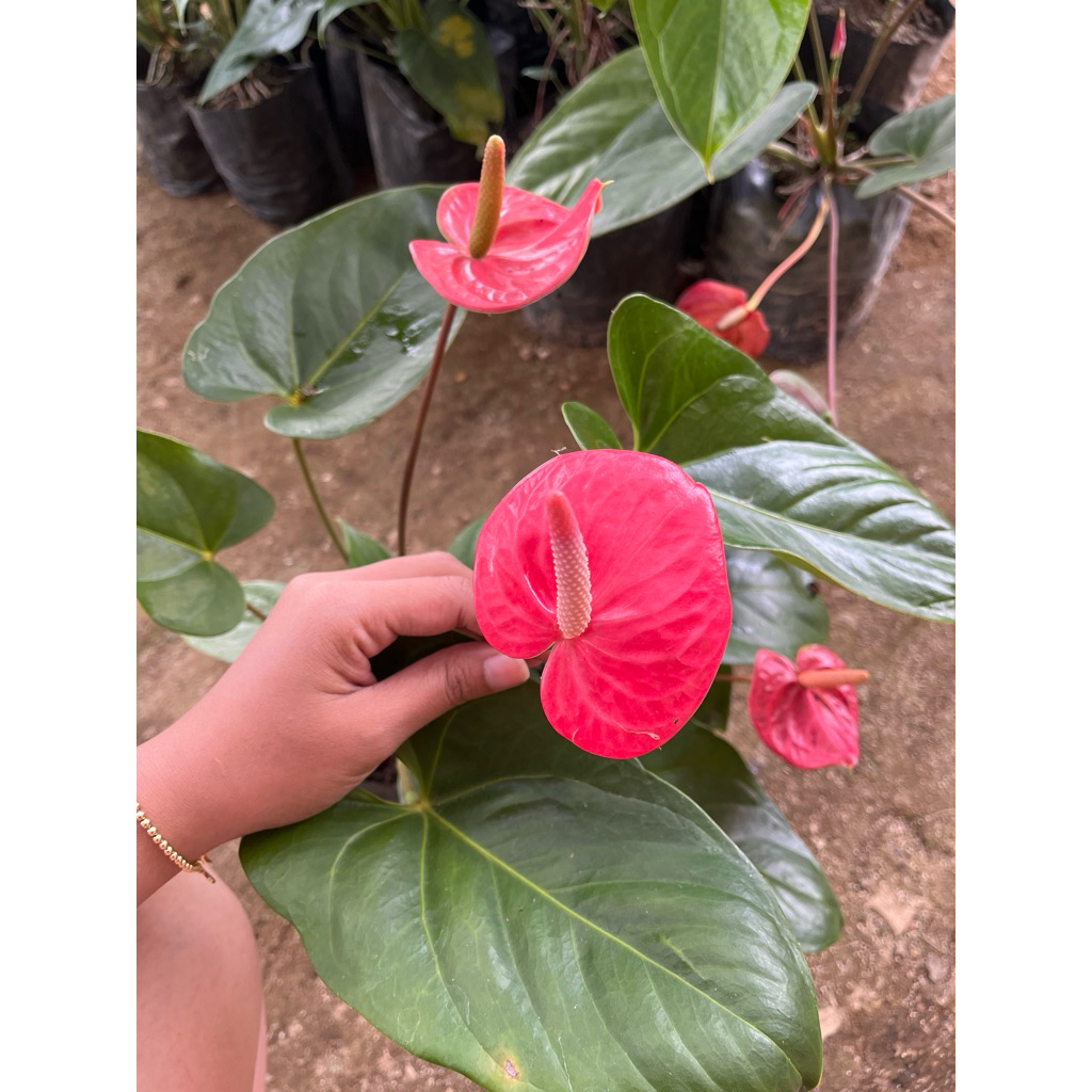 anthurium bunga bibit