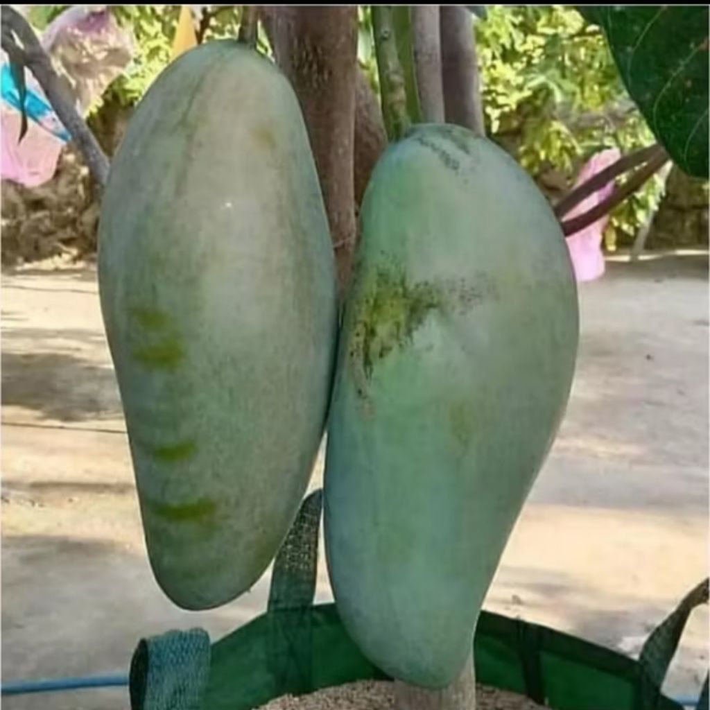 Bibit Buah mangga mahatir jumbo mudah berbuah
