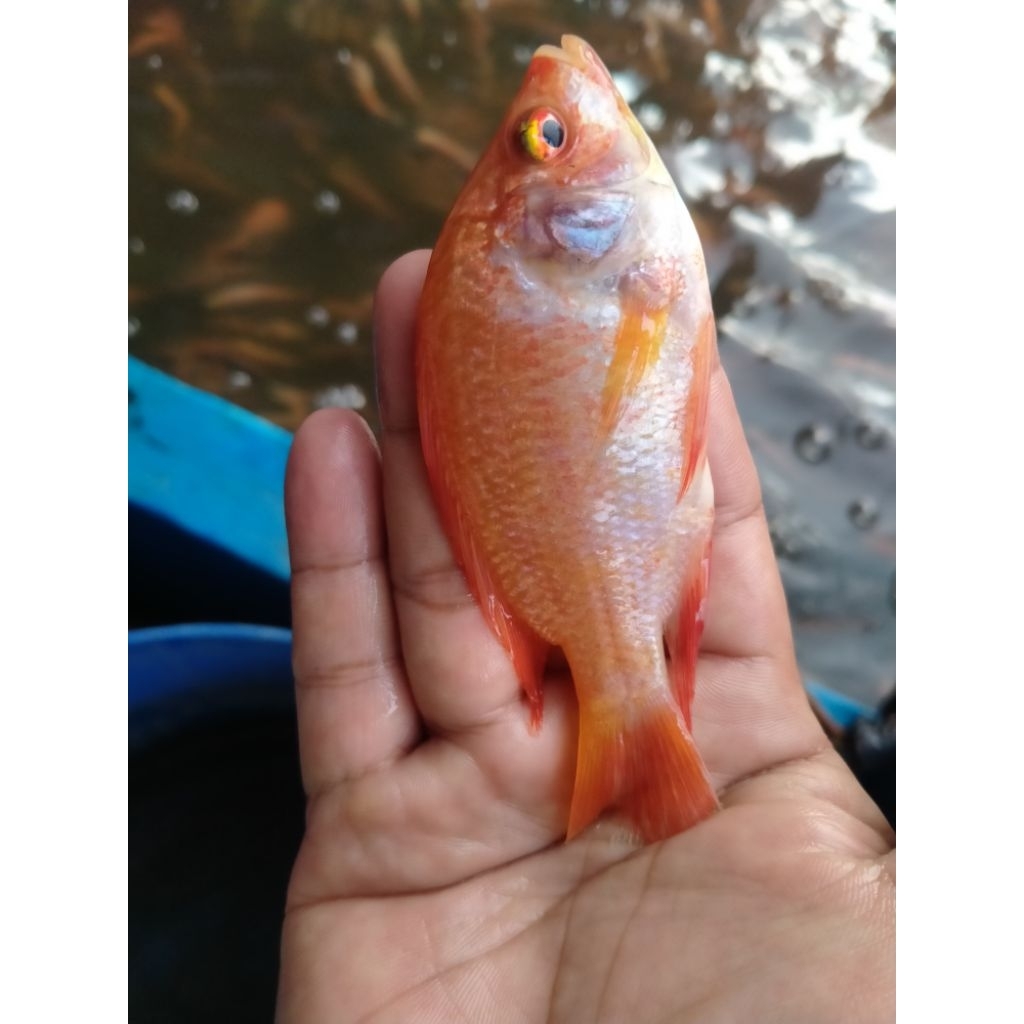 Bibit ikan Nila merah konsumsi