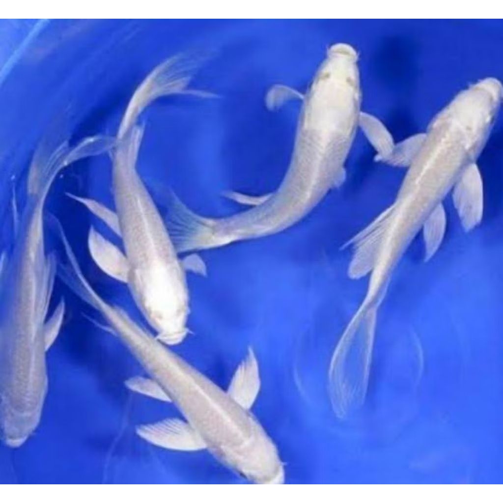 PROMO TERMURAH..) ORIGINAL.. koi slyer plintiunum//dekorasi Akuarium/koi sanke/golden black