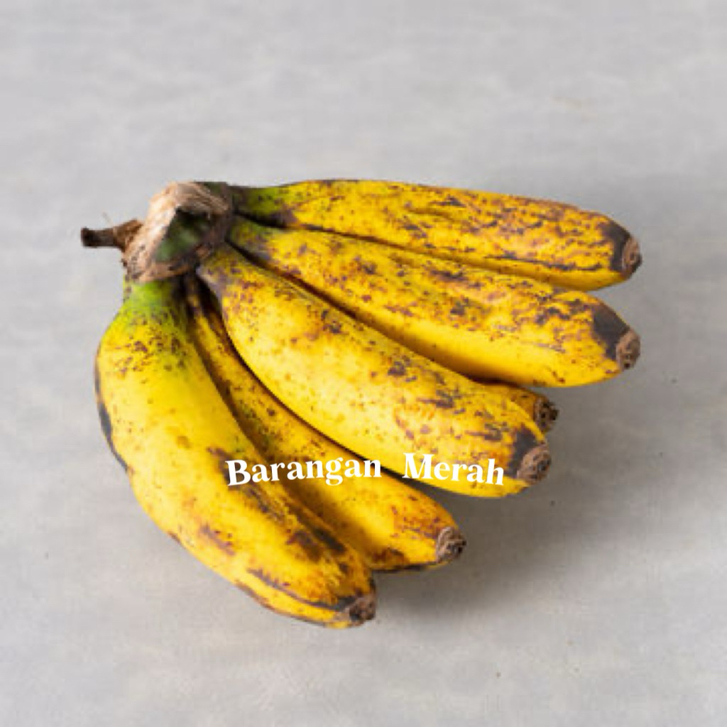Bibit Pisang Barangan