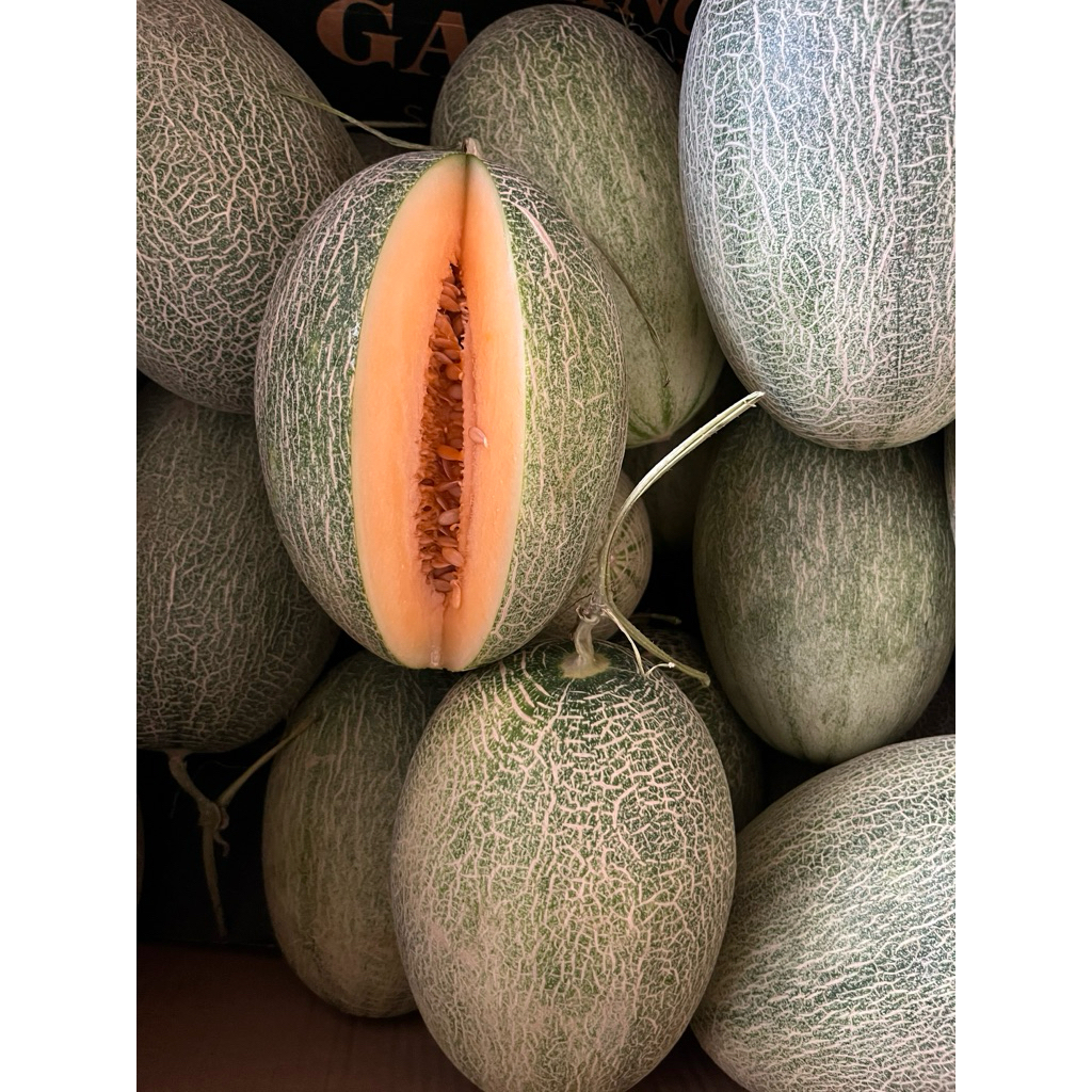 Melon Sweet Hamikua, King Hami, Lavender hidroponik