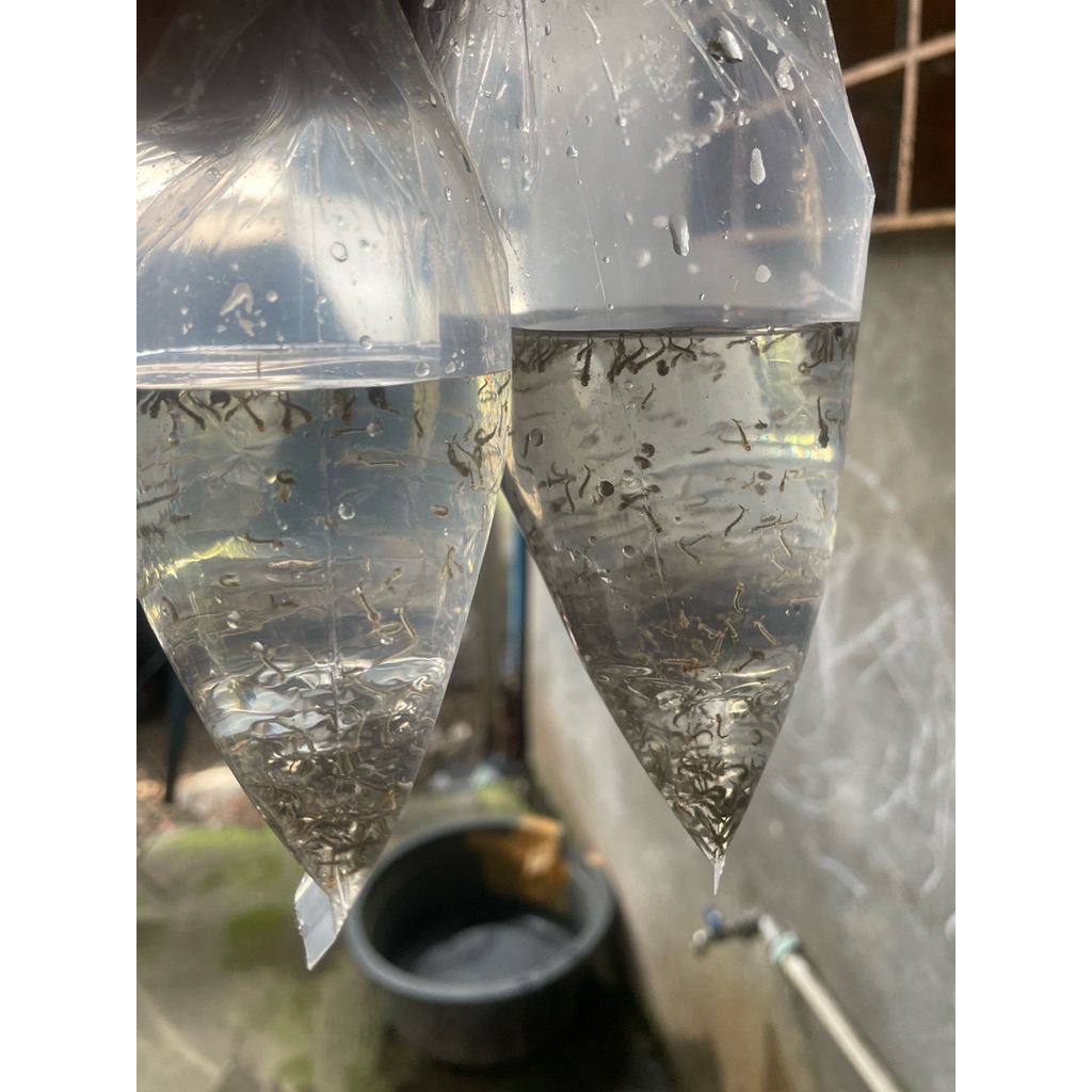 Jual Encuk Nyamuk (Jentik Nyamuk) Segar – Pakan Alami Terbaik untuk Ikan Cupang