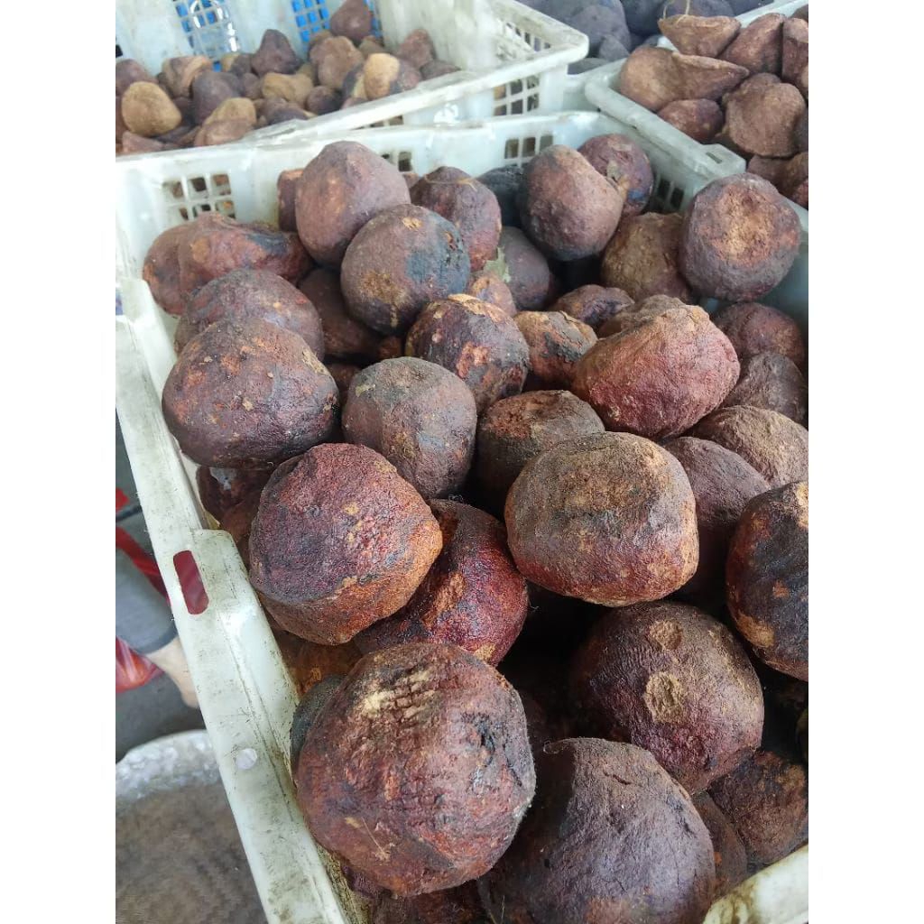 GAMBIR ASLI GETAH GAMBIR BULAT BESAR SUPER PER 1PCS