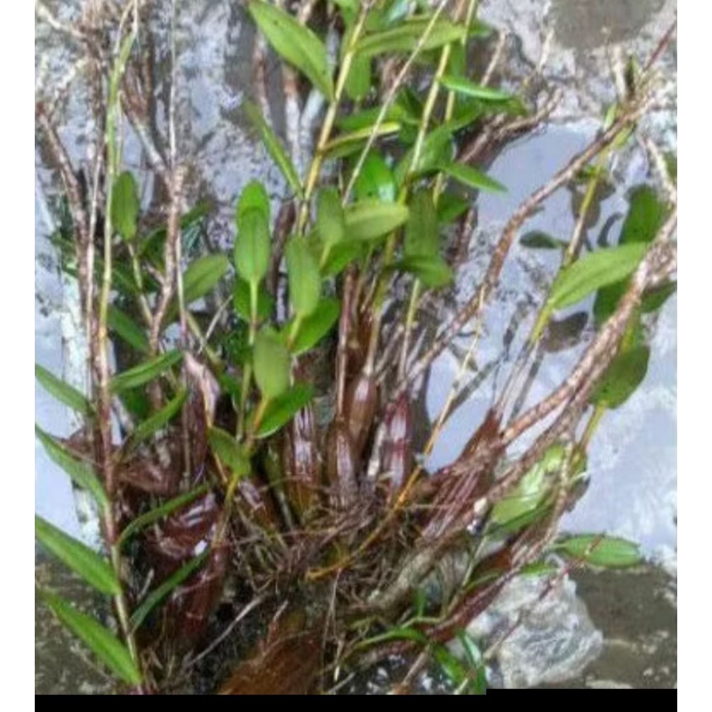 anggrek merpati/anggrek spesies