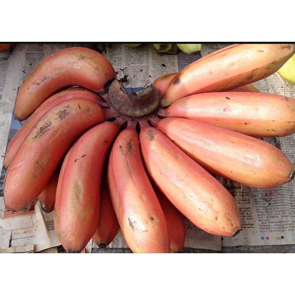 pisang kidang/ pisang merah
