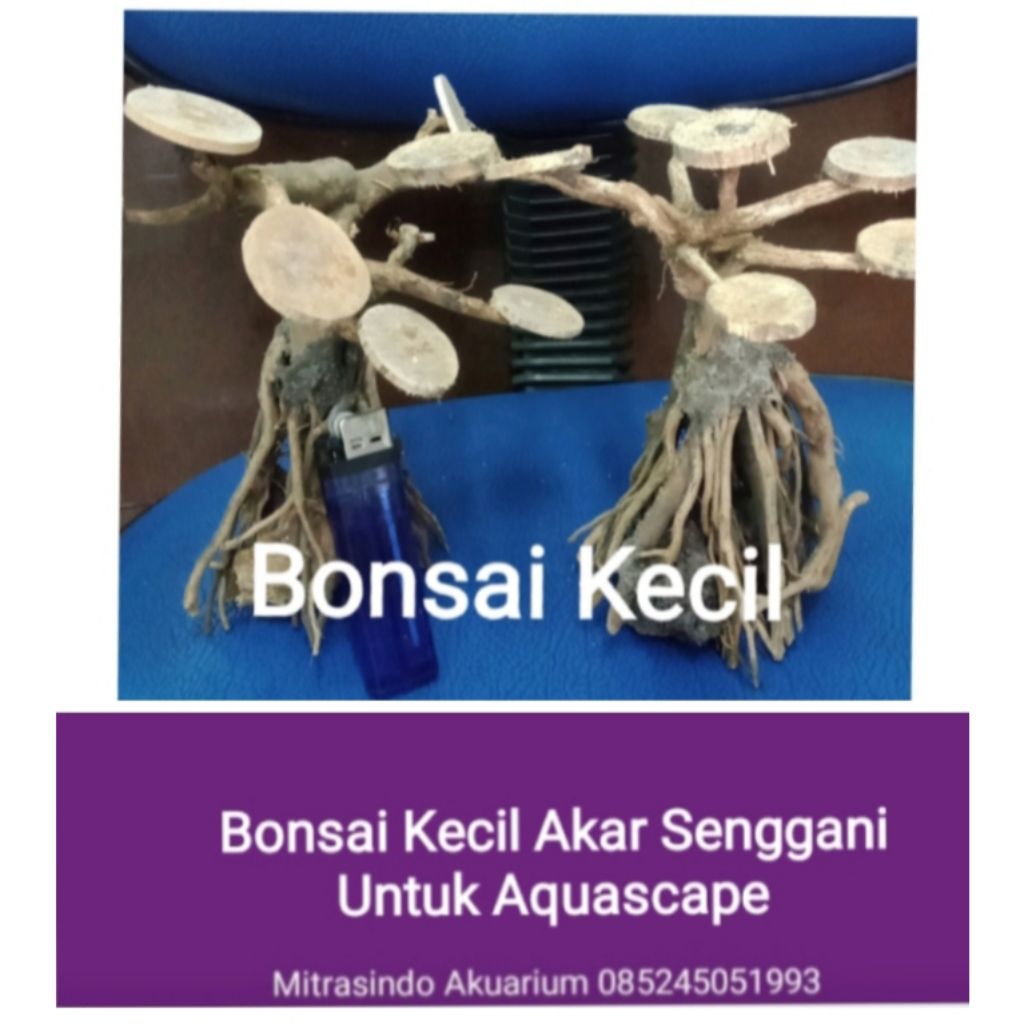 Bonsai Ulir Kecil Akar Senggani - Hardscape Aquascape Aquarium