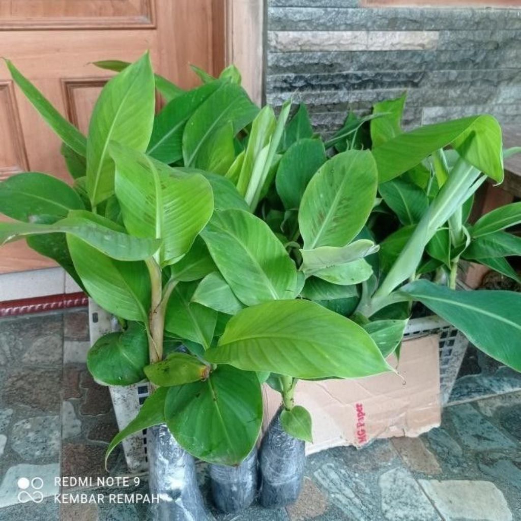 Bibit pohon pisang uli / Pohon pisang uli super
