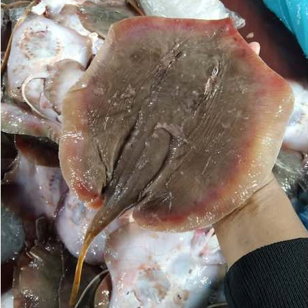 Ikan Pari 1Kg Ikan Pari Segar