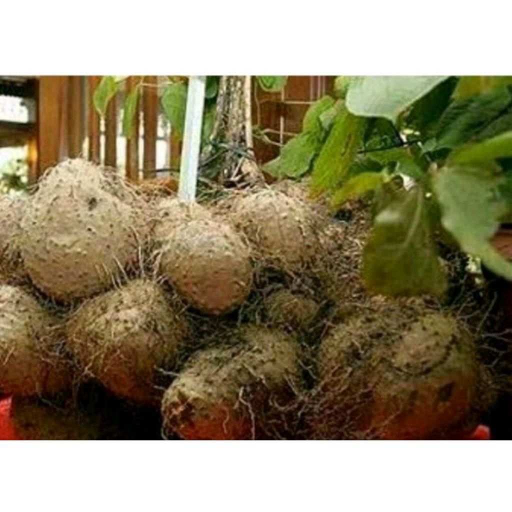 Umbi gadung/gadung mentah/gadung hutan