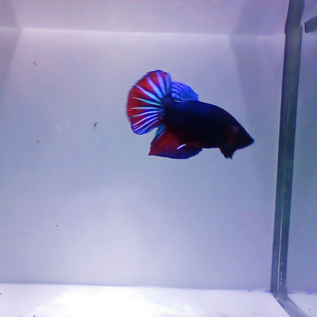 sticker aquarium Cupang Bangkok Aduan / BAGAN Male