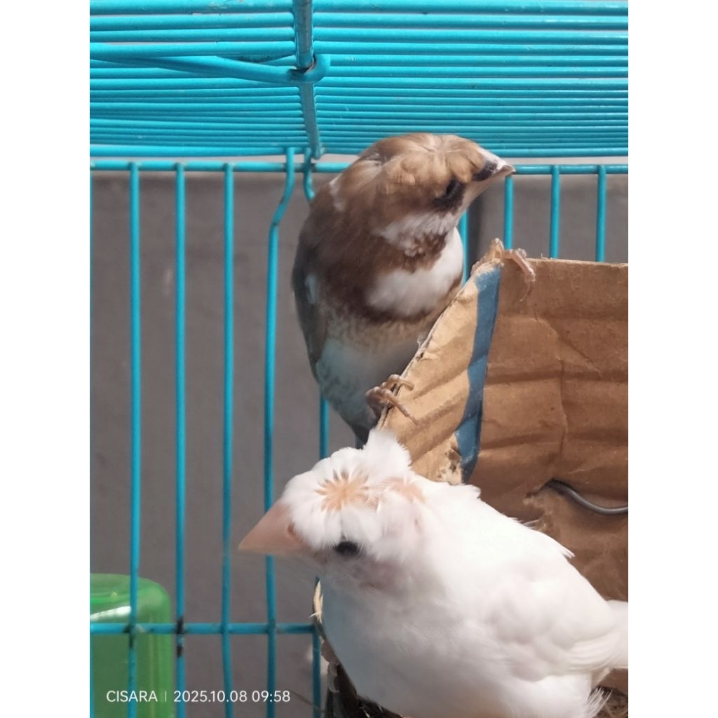 Emprit Jepang Split Holland (Betina) dan Emprit Jepang Putih Jambul