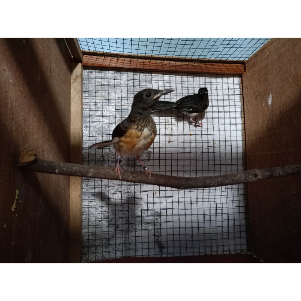 MURAI BATU BETINA TROTOL GRADE A