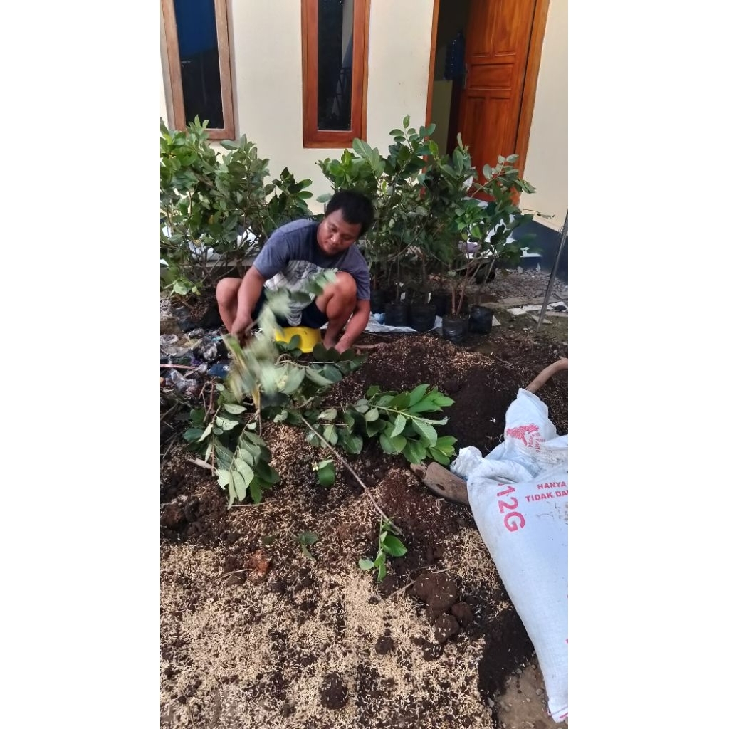 Bibit jambu kristal cangkokan