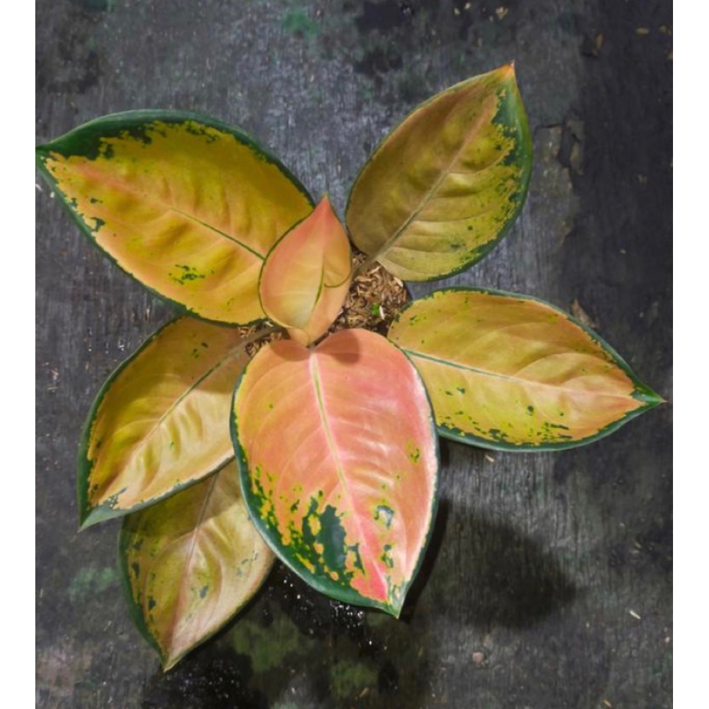 Tanaman Aglonema Sultan Brunai Dewasa Cantik Warna Sudah Ngeplong kuning Asli realfic