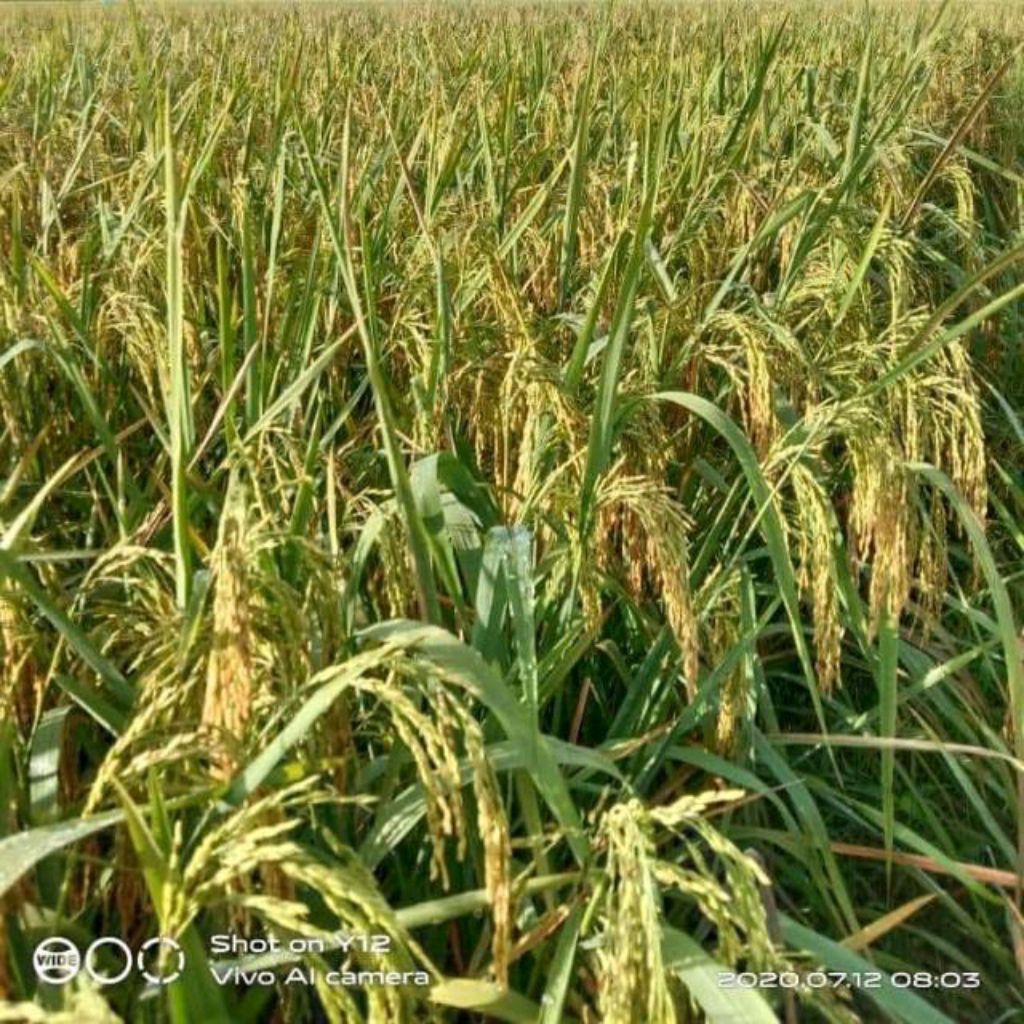 Benih Padi Rajasa 01 Original Aceh (1Kg)