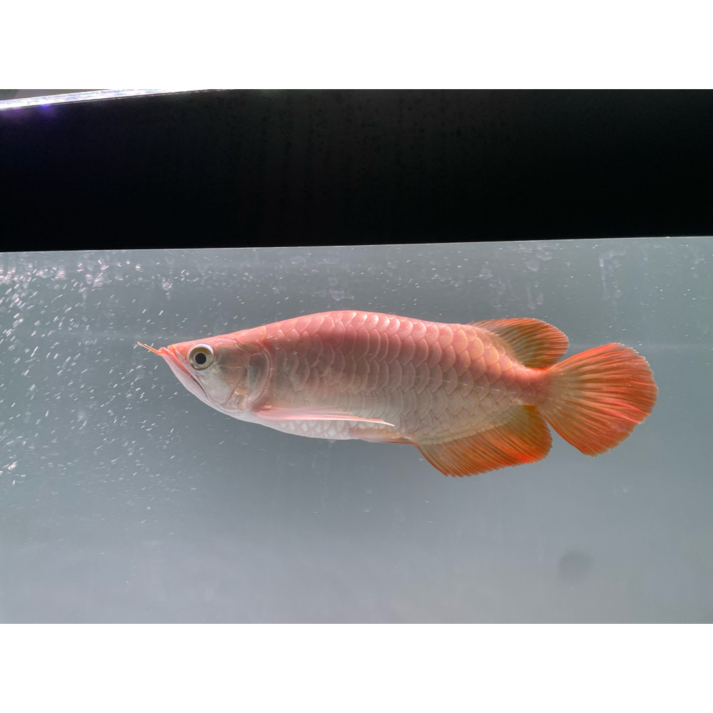 Arwana Super Red SB 20 cm up