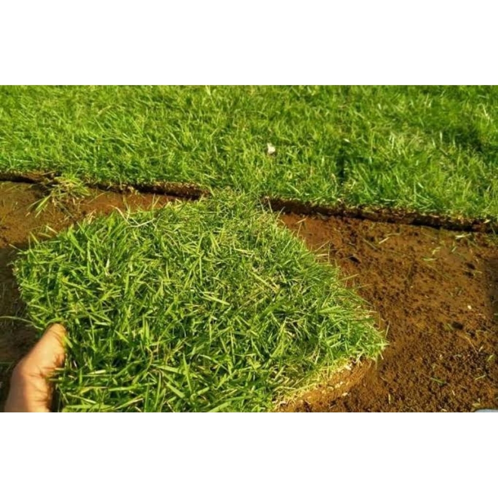 Rumput jepang perkotak / rumput makam / rumput jepang hidup