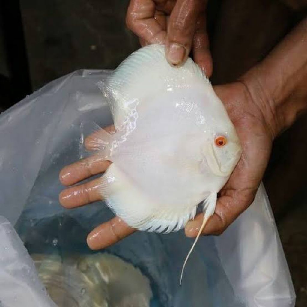 hiasan aquarium ikan discus white albino 2inch -limited Edition