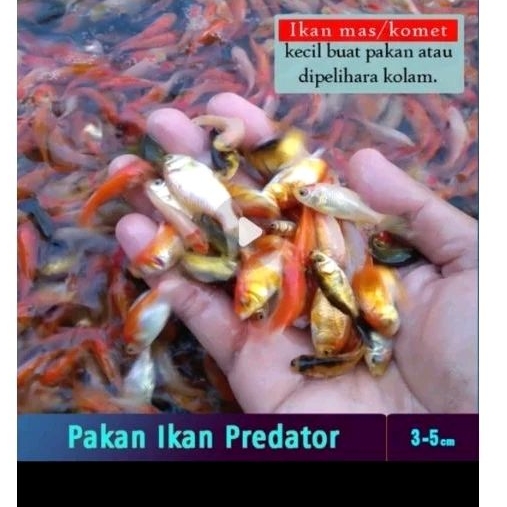 anak ikan mas umpan predator paket 5-10k khusus gosend