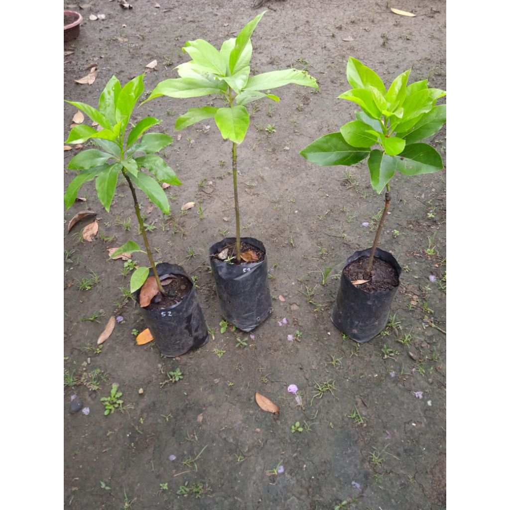 BIBIT ALPUKAT SWY 02