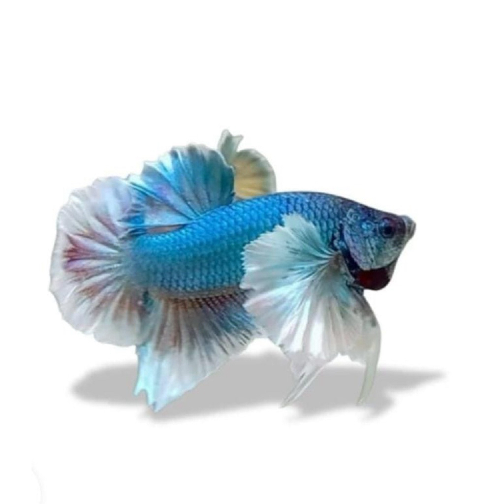 Ikan Cupang Dumbo ear