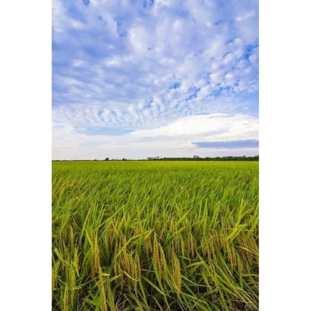 BENIH PADI INPARI50 SUPER JUMBO 1KG