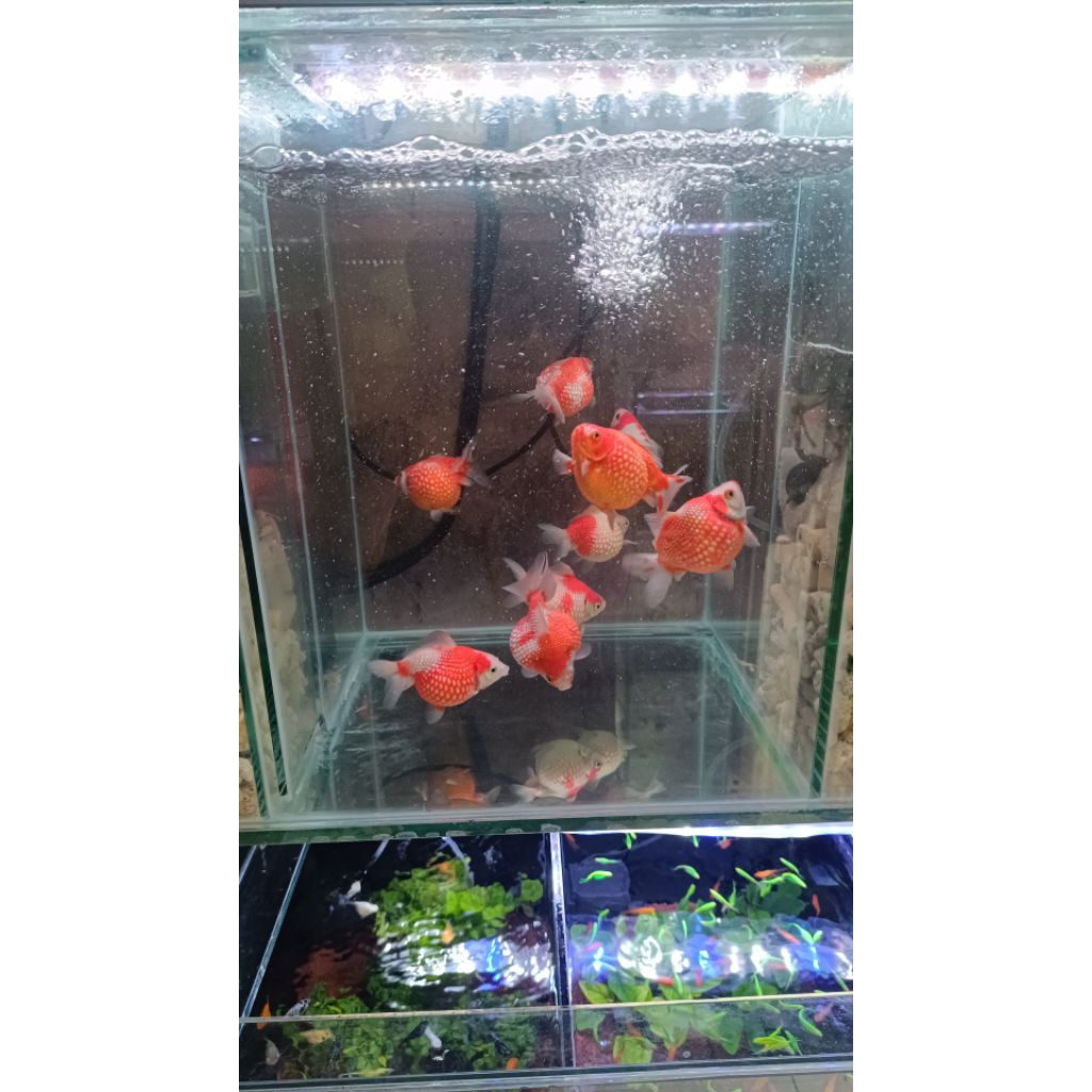 IKAN mas koki mutira size 7 cm jumbo