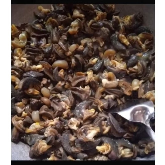 BEKICOT MENTAH 1KG HARGA TERMURAH