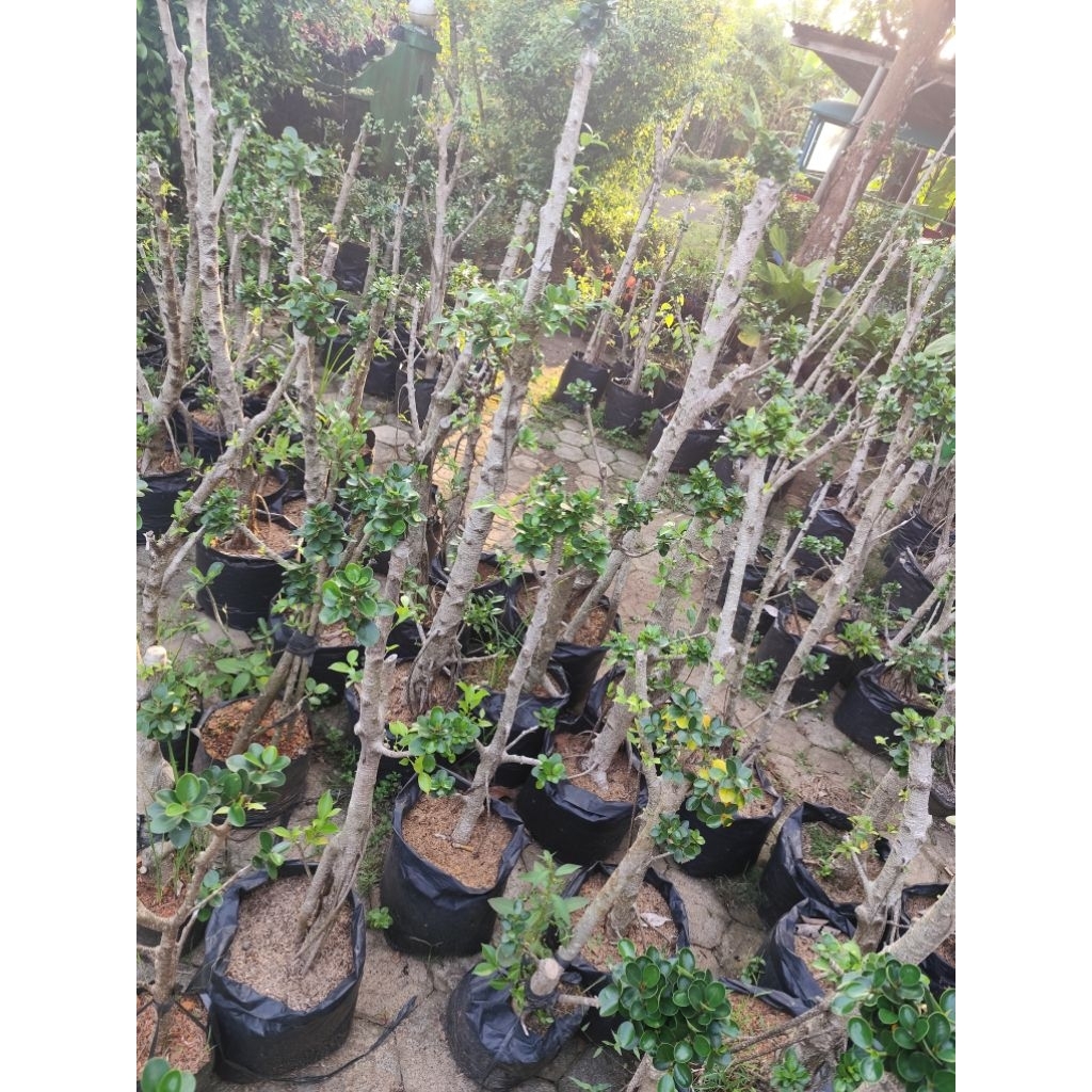 bonsai taman dolar mikro hiasan taman